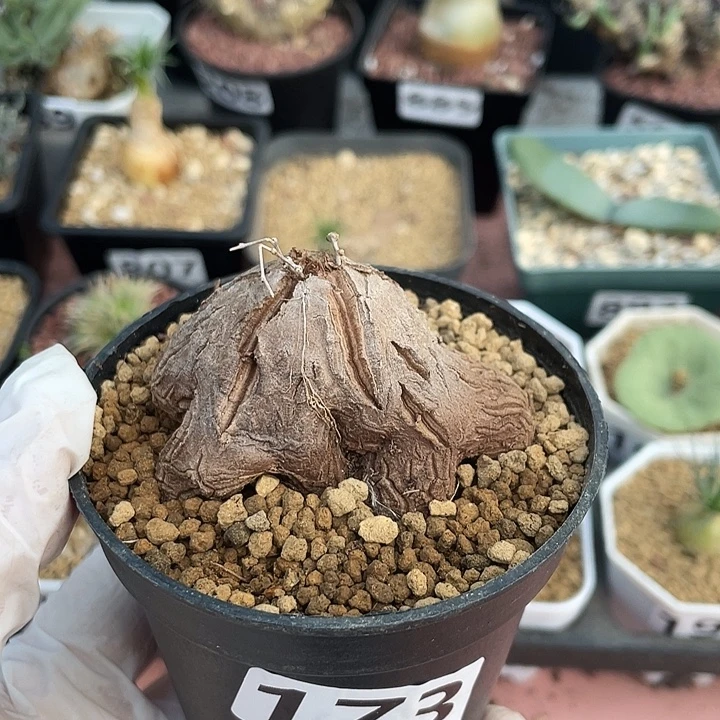 173象足龟甲龙块根