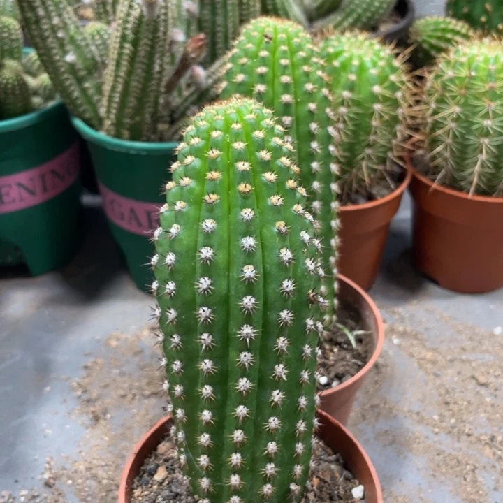 自根超级杏毛花住一杯