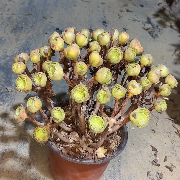 万圣节多肉植物026