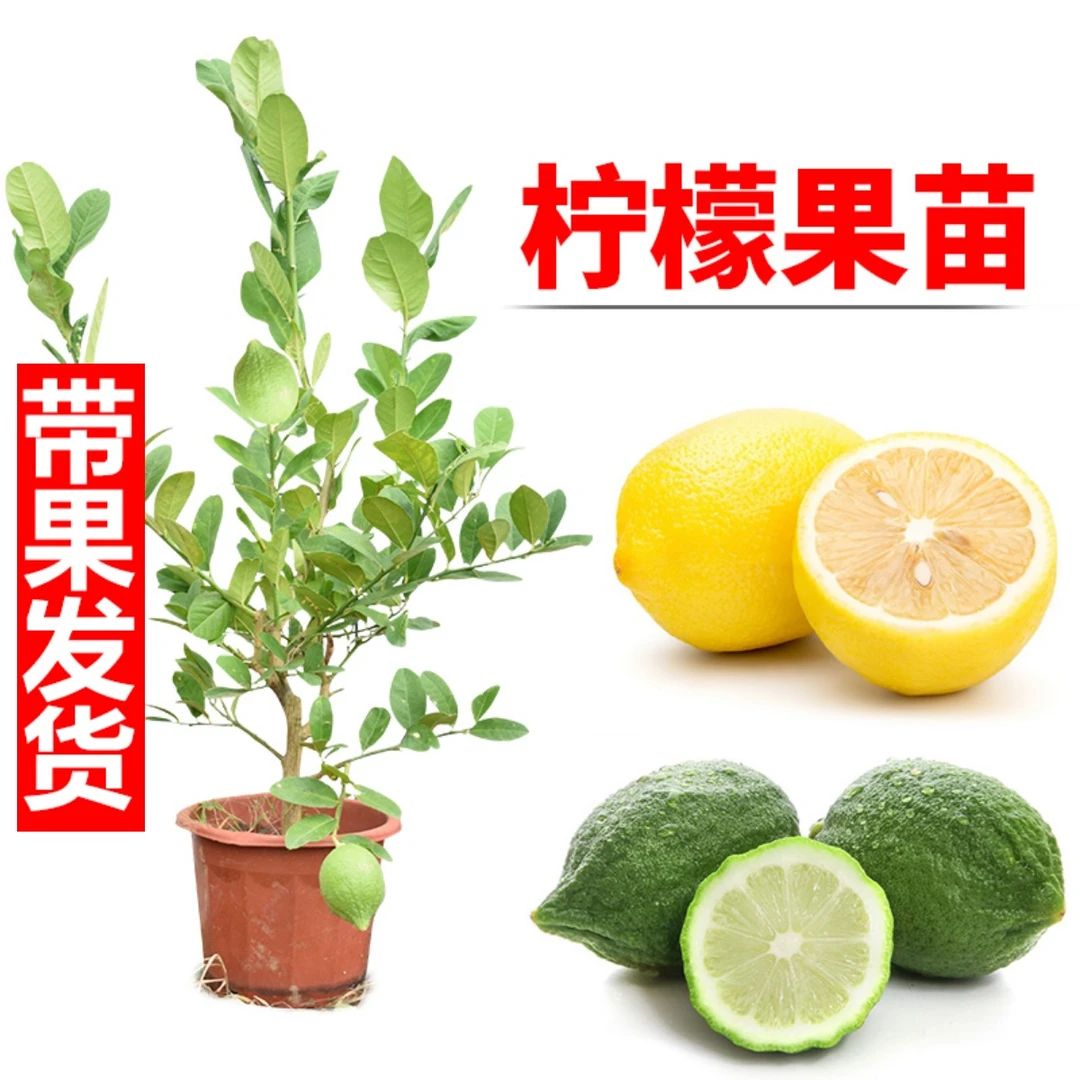 柠檬苗 带花发货 广东香水柠檬苗无核青柠檬树苗当年结果阳台盆栽