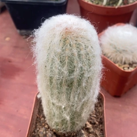 白毛老乐4仙人球