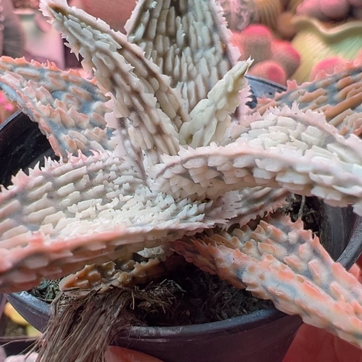 上***衣可以的哈亲爱得在忙