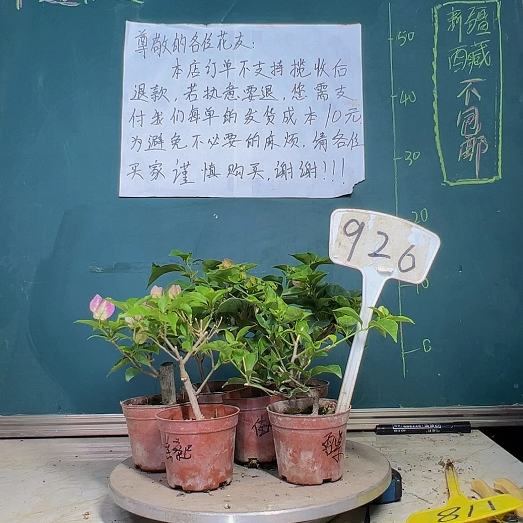 当前无花栽培后可以开花六棵掌中宝 926