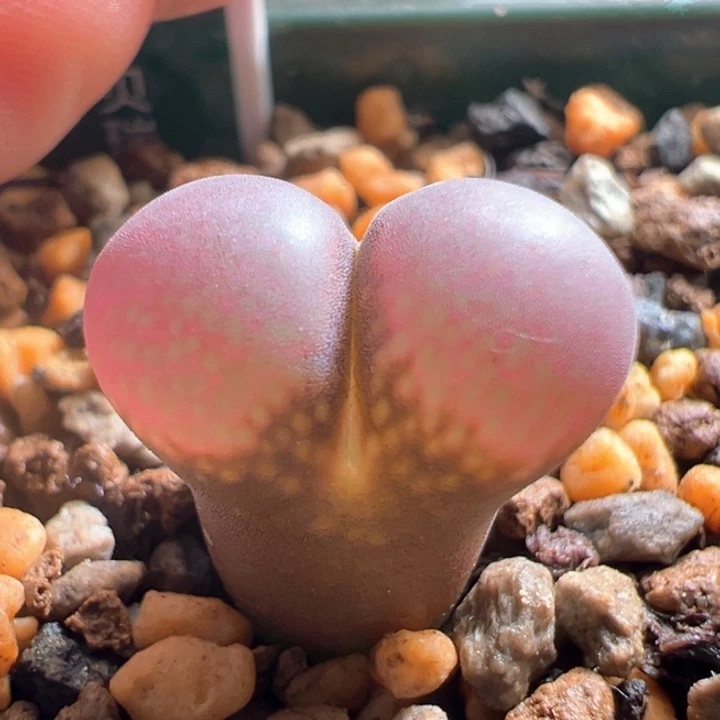 w26。优选c10X贝瑞 风铃2年 88折后价