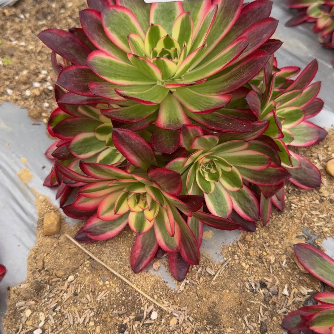 风**絮1520荔枝到秋天 多肉植物