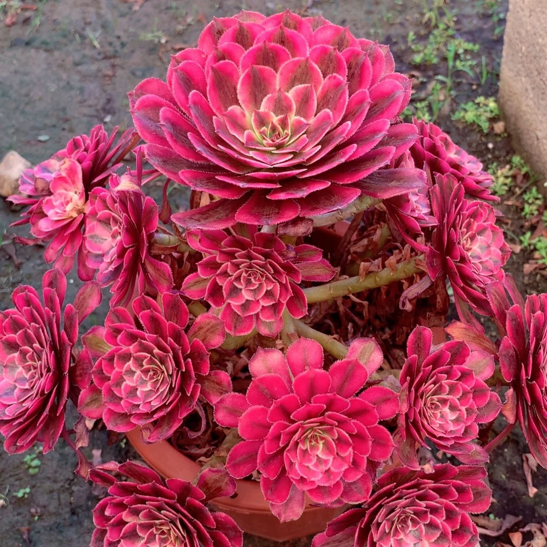 白月光，多肉植物的