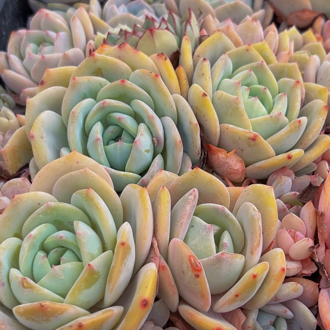 392多肉葡萄的味道是真的