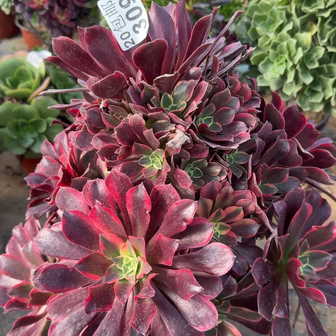 金丝多肉309满20包邮断枝不包