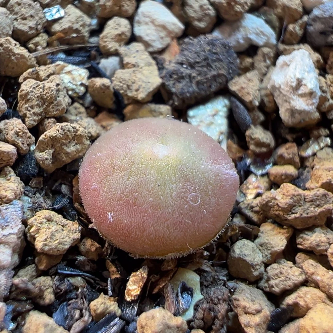 空蝉多肉带盆植物