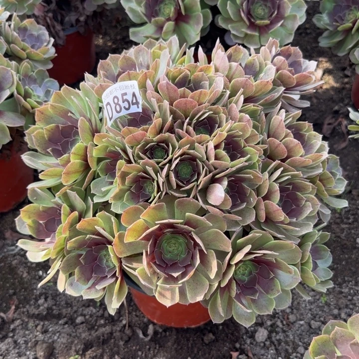 黑魔……多肉植物……