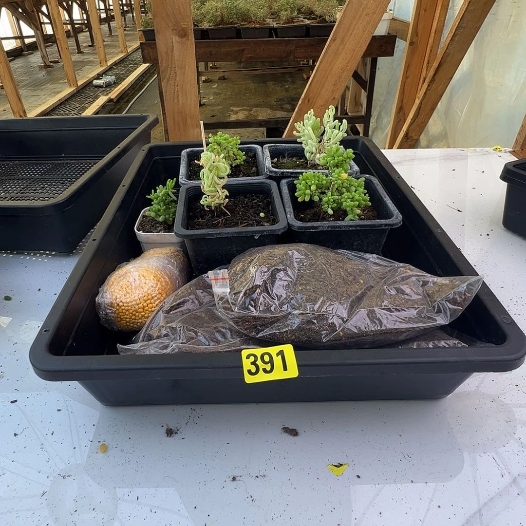 枝干番杏多肉植物391