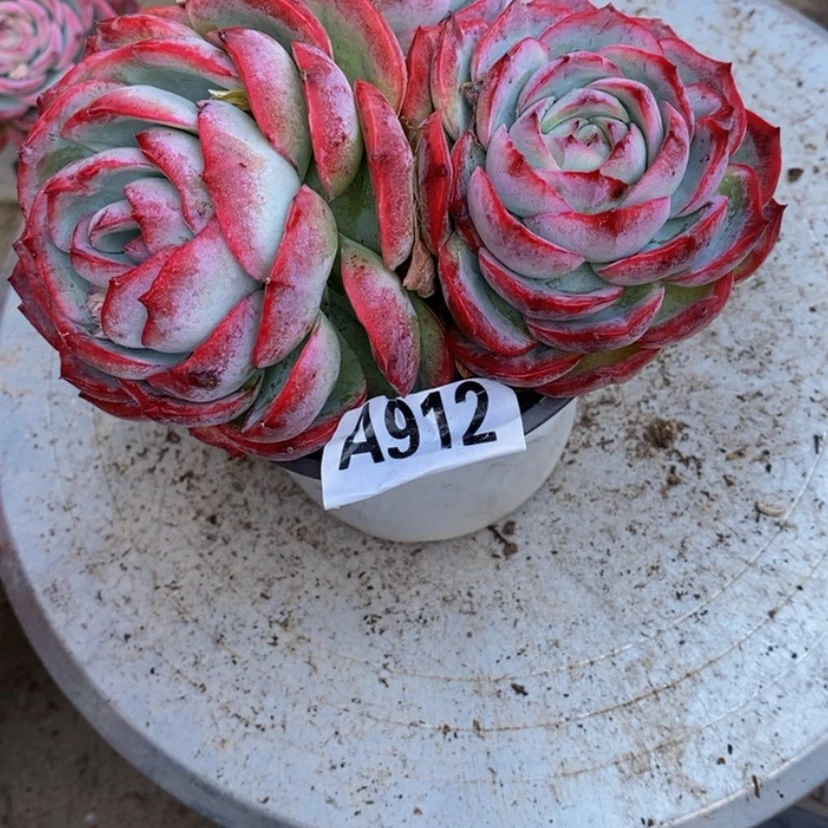 【闪购商品】✨**多肉植物的