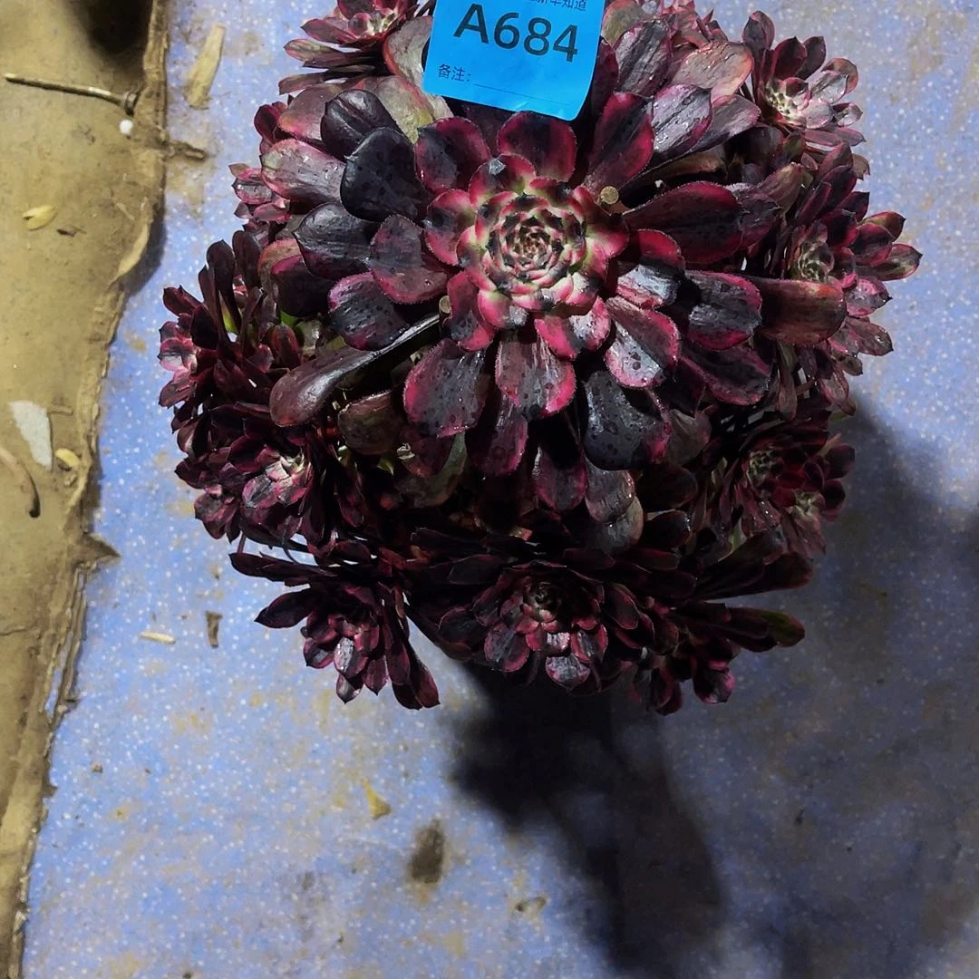 嘚****呔油墨画684拖土发货