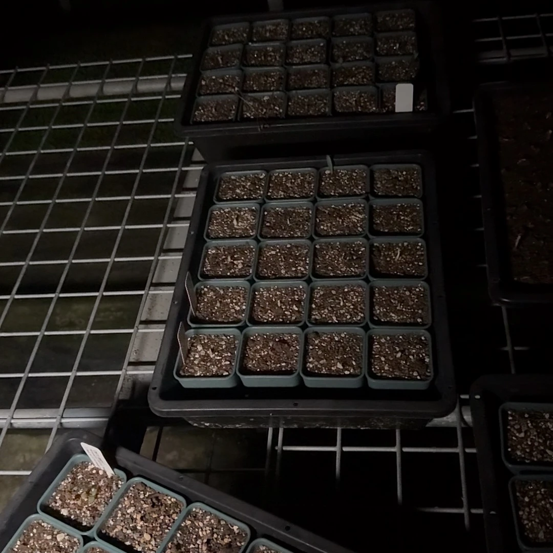 螺***氏雾冰玉一个定展花雾冰玉