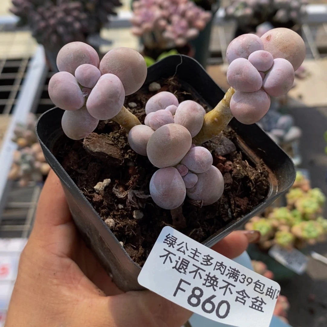 蛋黄奶酪860/8cm多肉