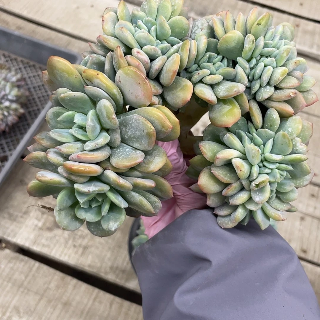 薄荷奶绿（双雪）缀化一个