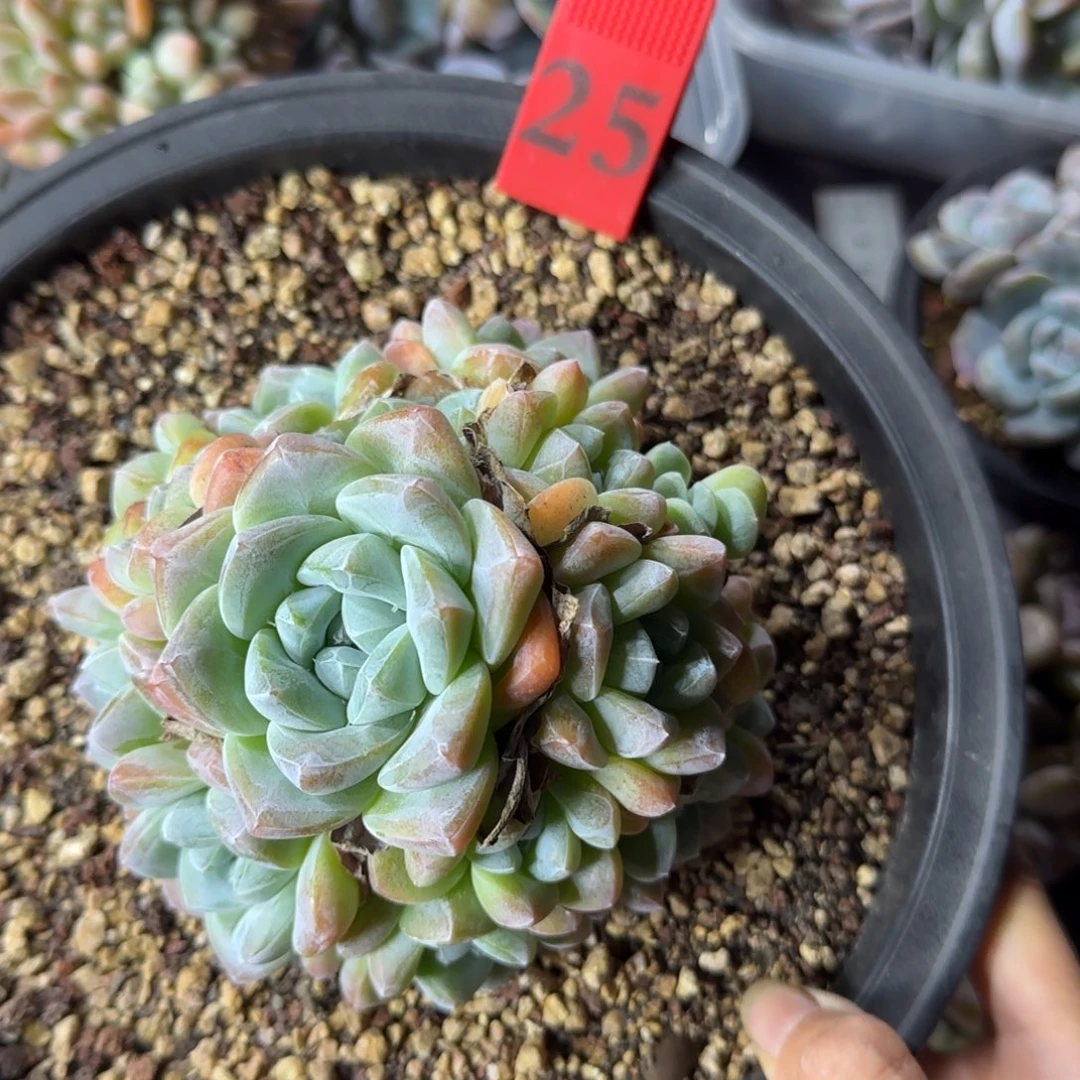 冰玉手捧16头无砍25