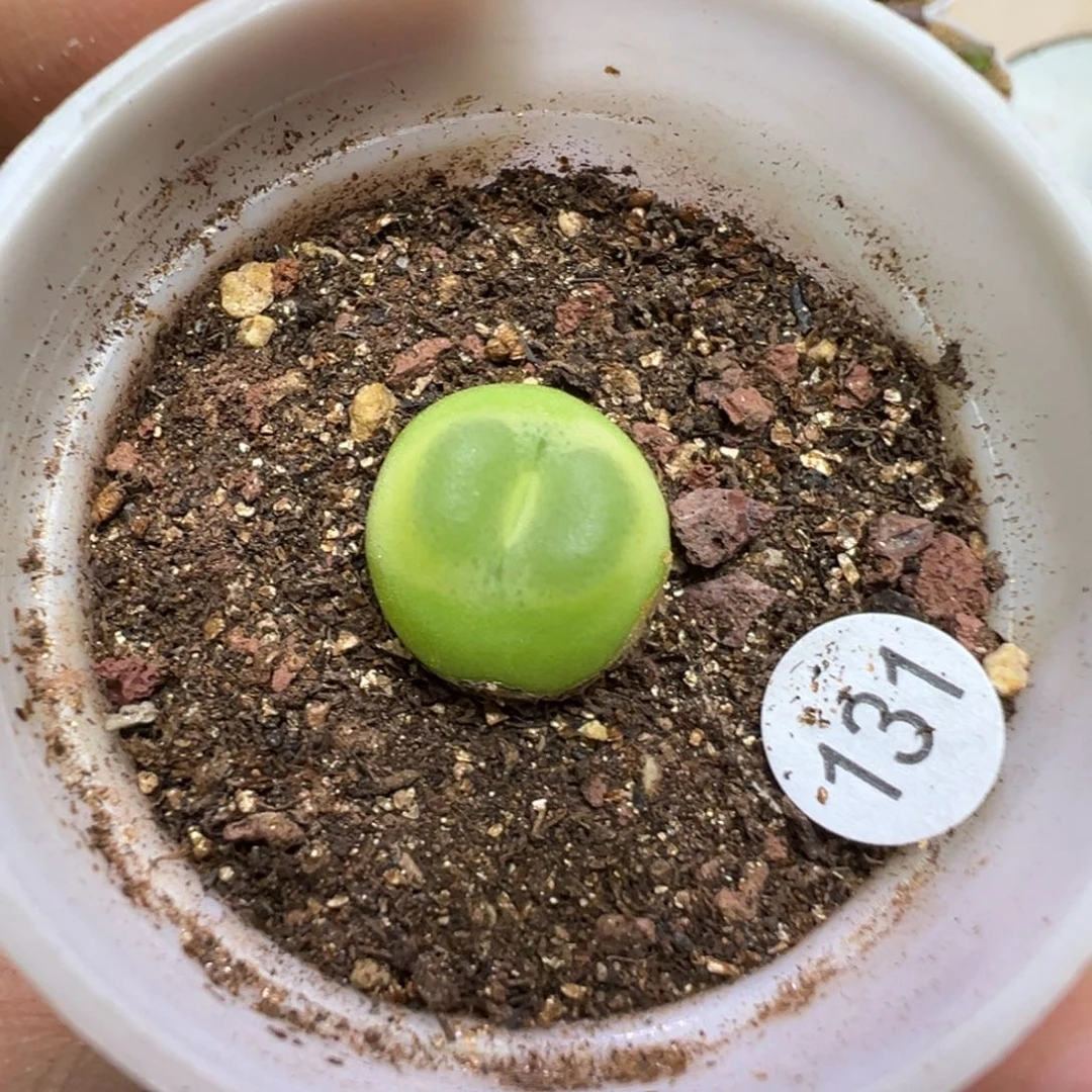 拉登1.4cm一颗带盆土131000