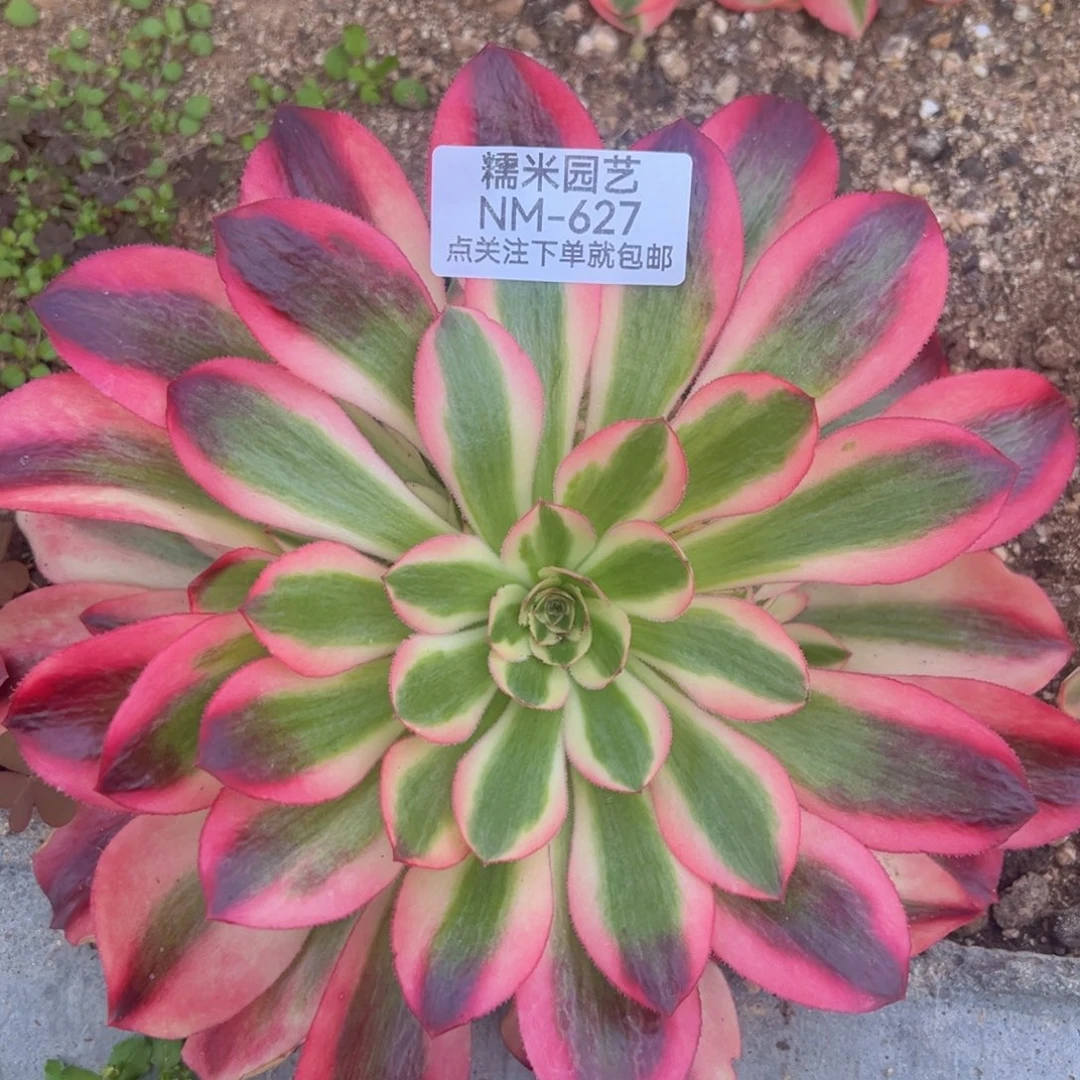 香妃多肉植物627