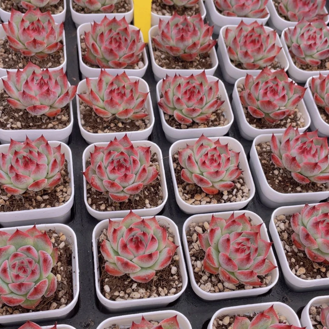 1084号 吉娃娃水蜜桃单头2个