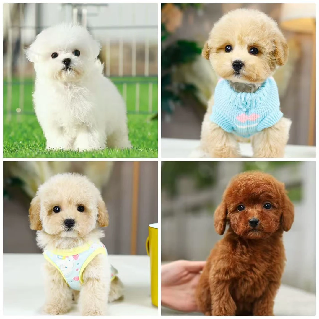 小迪爸爸家的泰迪熊泰迪贵宾比熊活体链接一物一拍