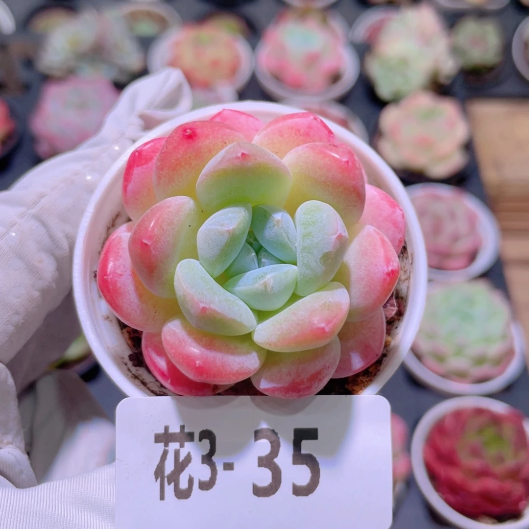 花利美 3-35皓月