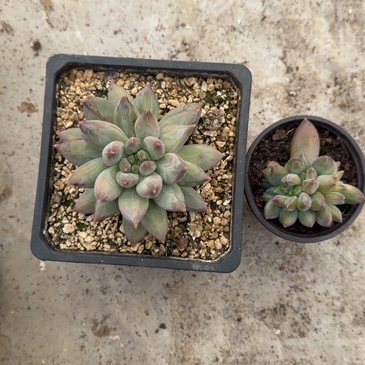 美人杂交 一物一拍