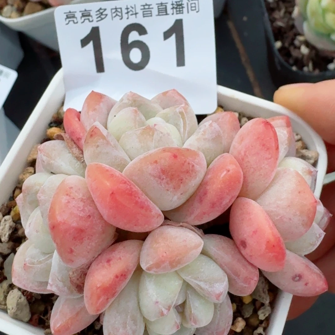 冰玉群生整装         精品多肉