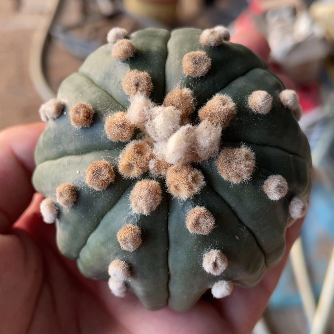 无花朵落地无根 木心 高绒琉璃海星兜