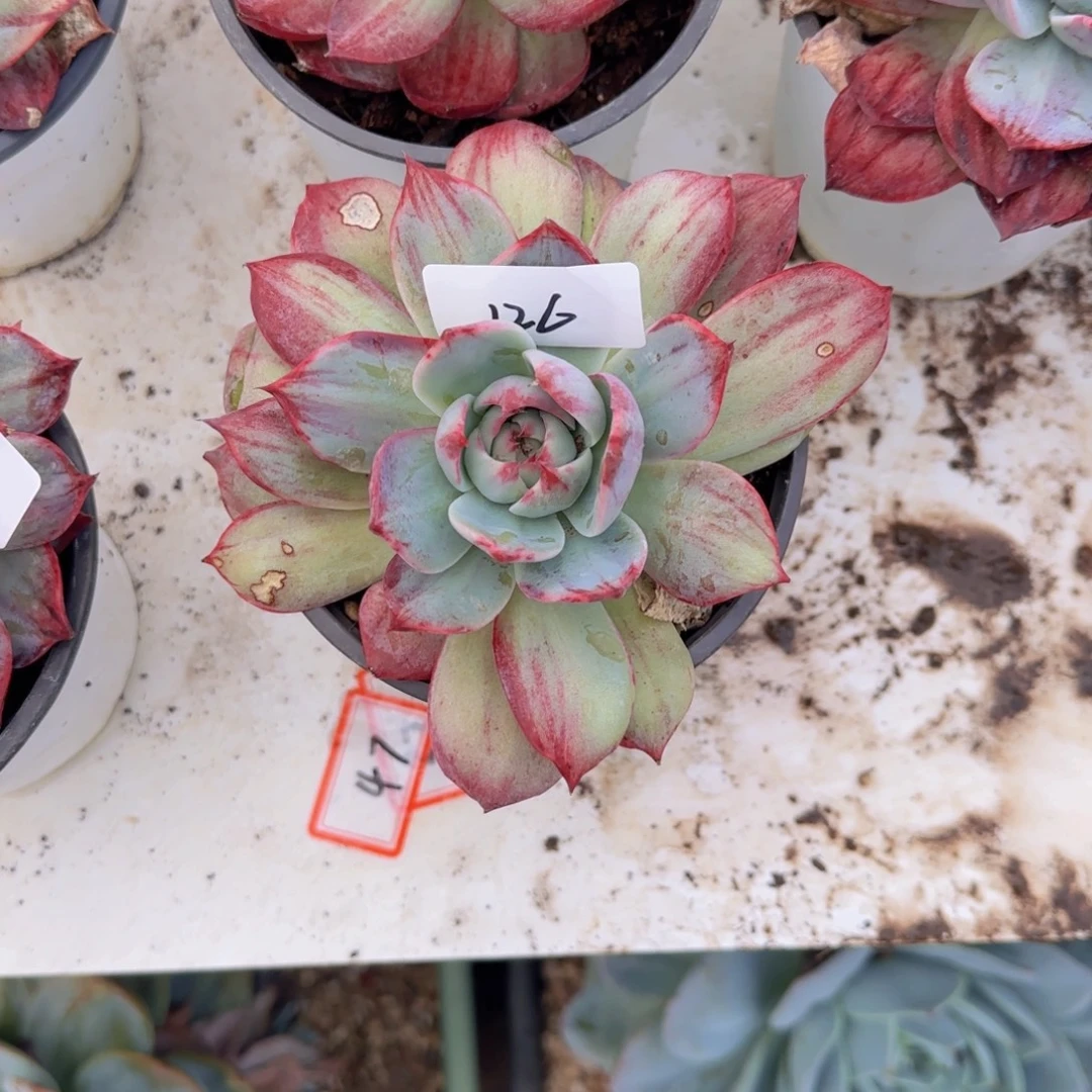 126 叶片有伤不售后