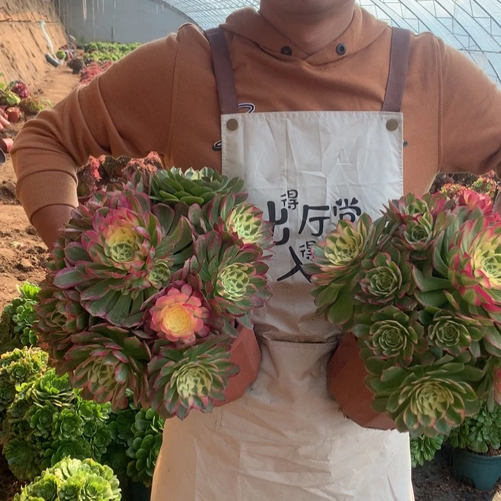 精品大海王好看好养好看