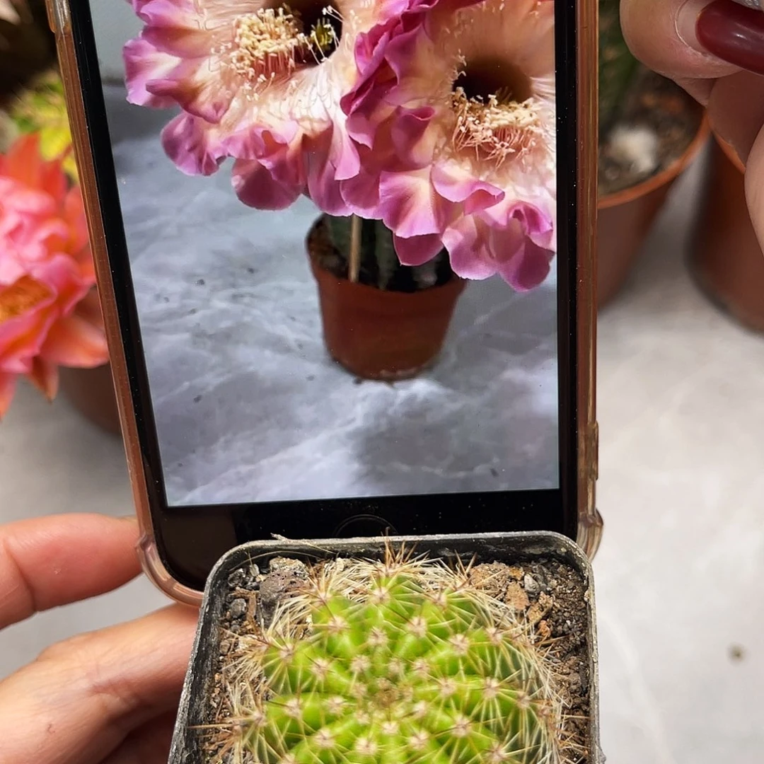 彩草小桃红带根3公分左右