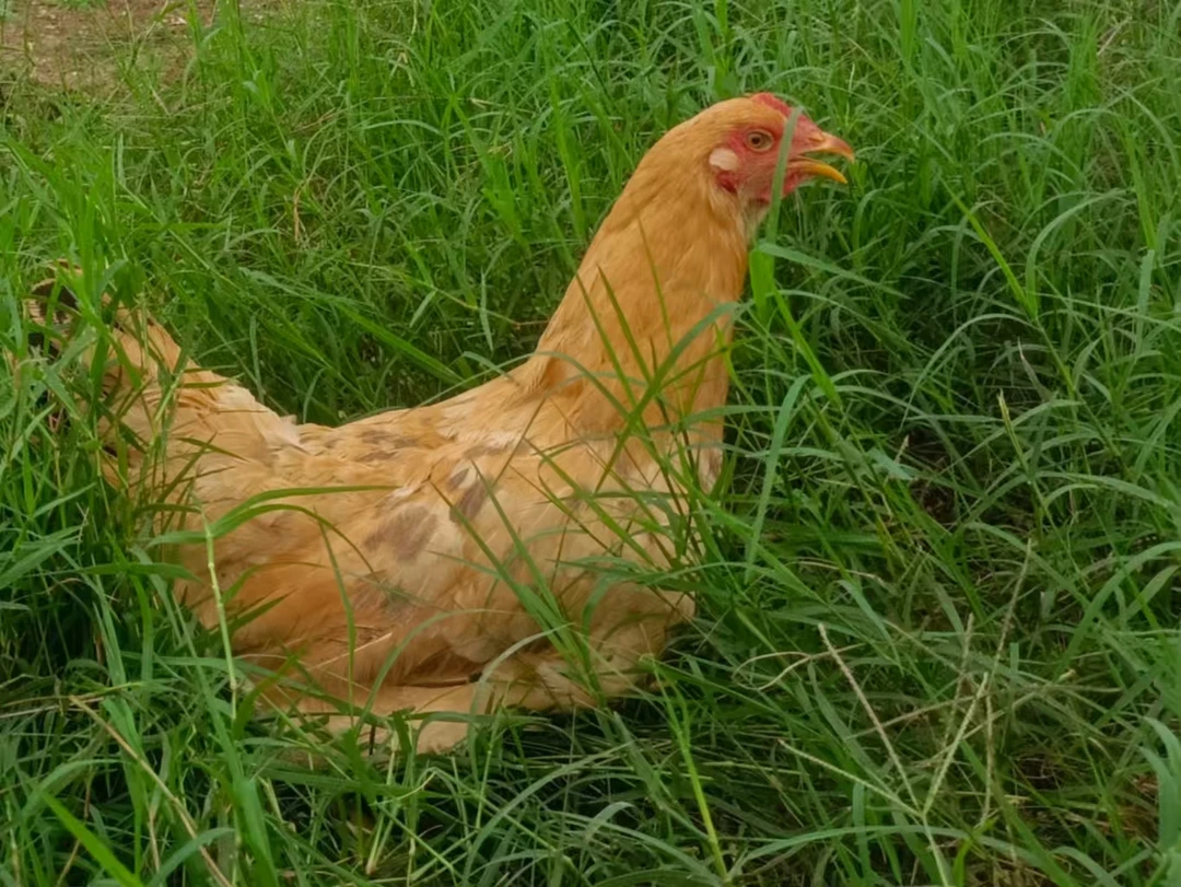 生态农家老母鸡(三年）