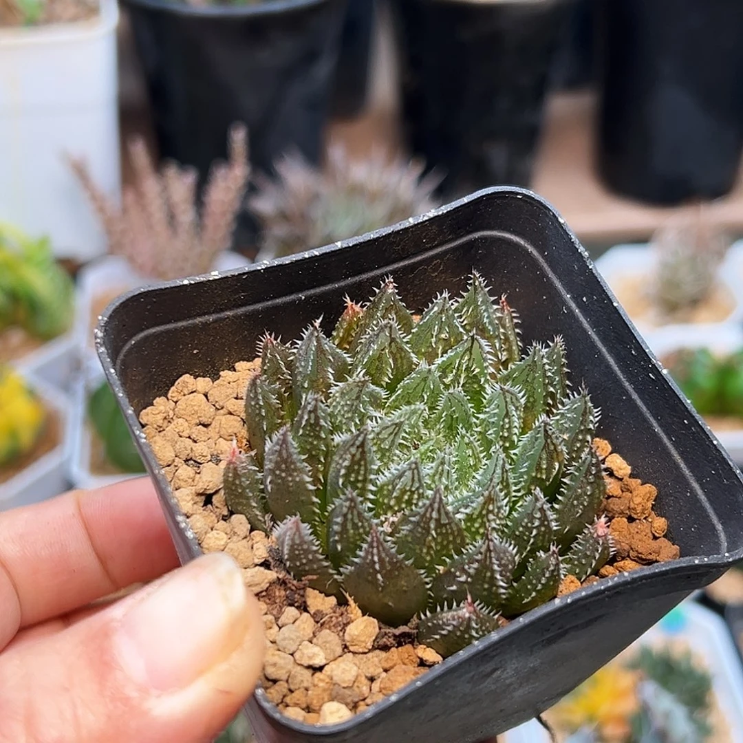 稀有硬叶小支一颗5.5cm