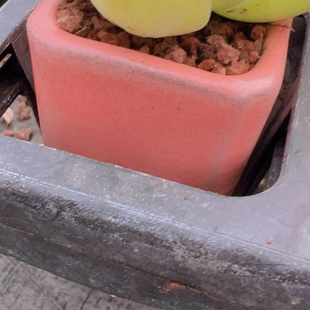 肉***肉盆6个6666666666666