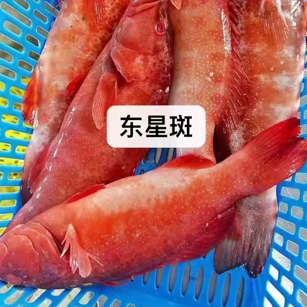 活冻东星斑 广东汕尾发货肉质鲜嫩