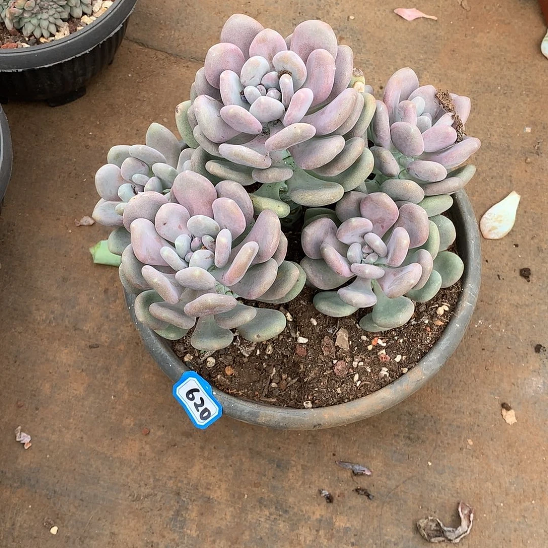 620月美人 一物一拍多肉