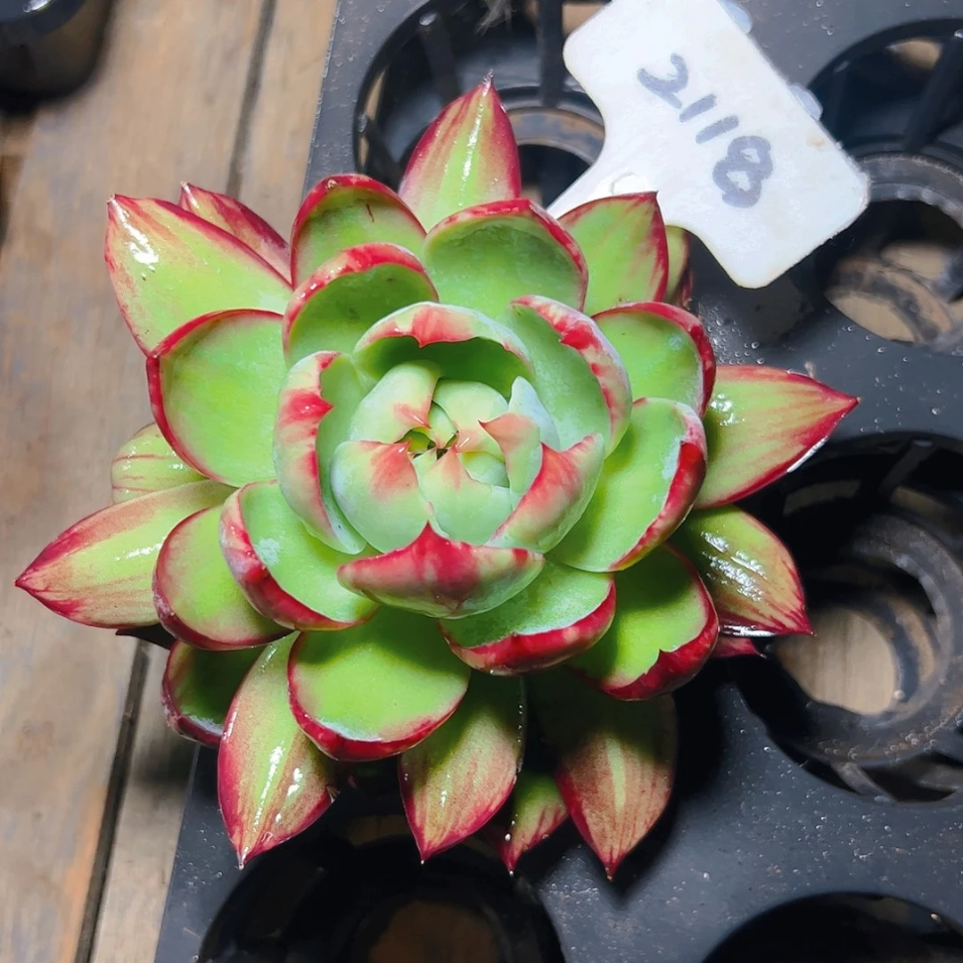 惊鸿仙子一物一拍2118号