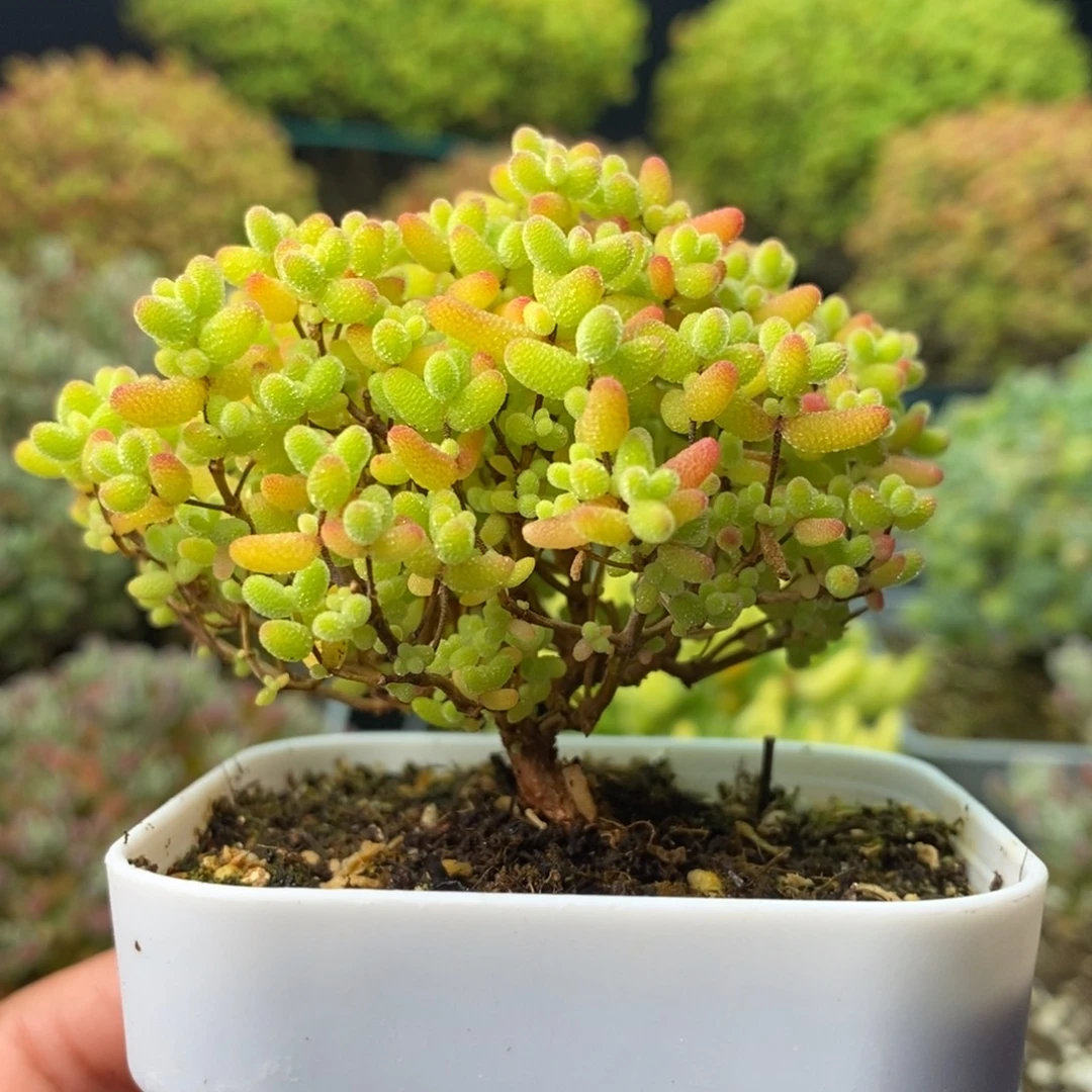 2005蜜橘糖球 。