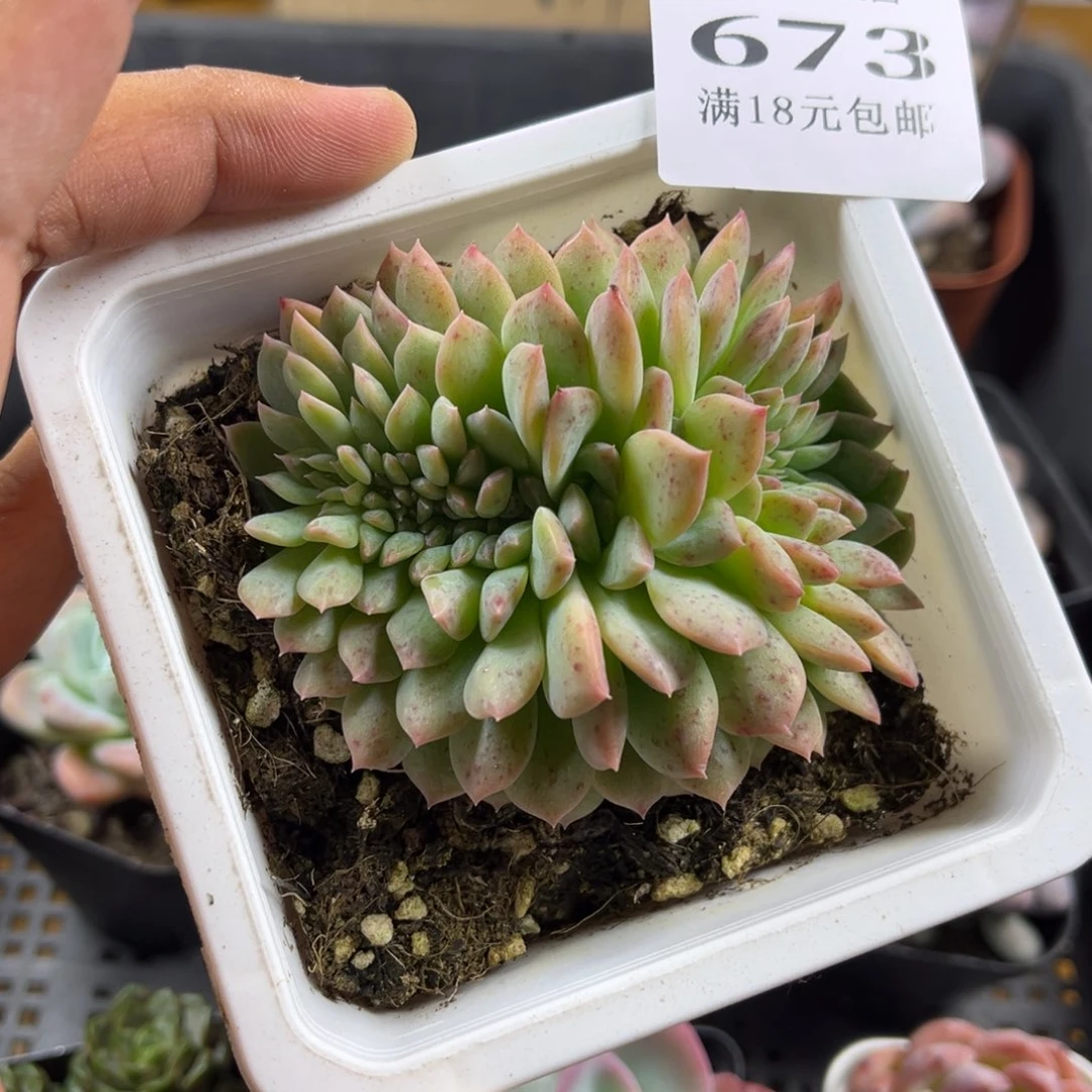 冰魄缀化到手一颗满18包邮满26送一颗精品小肉肉