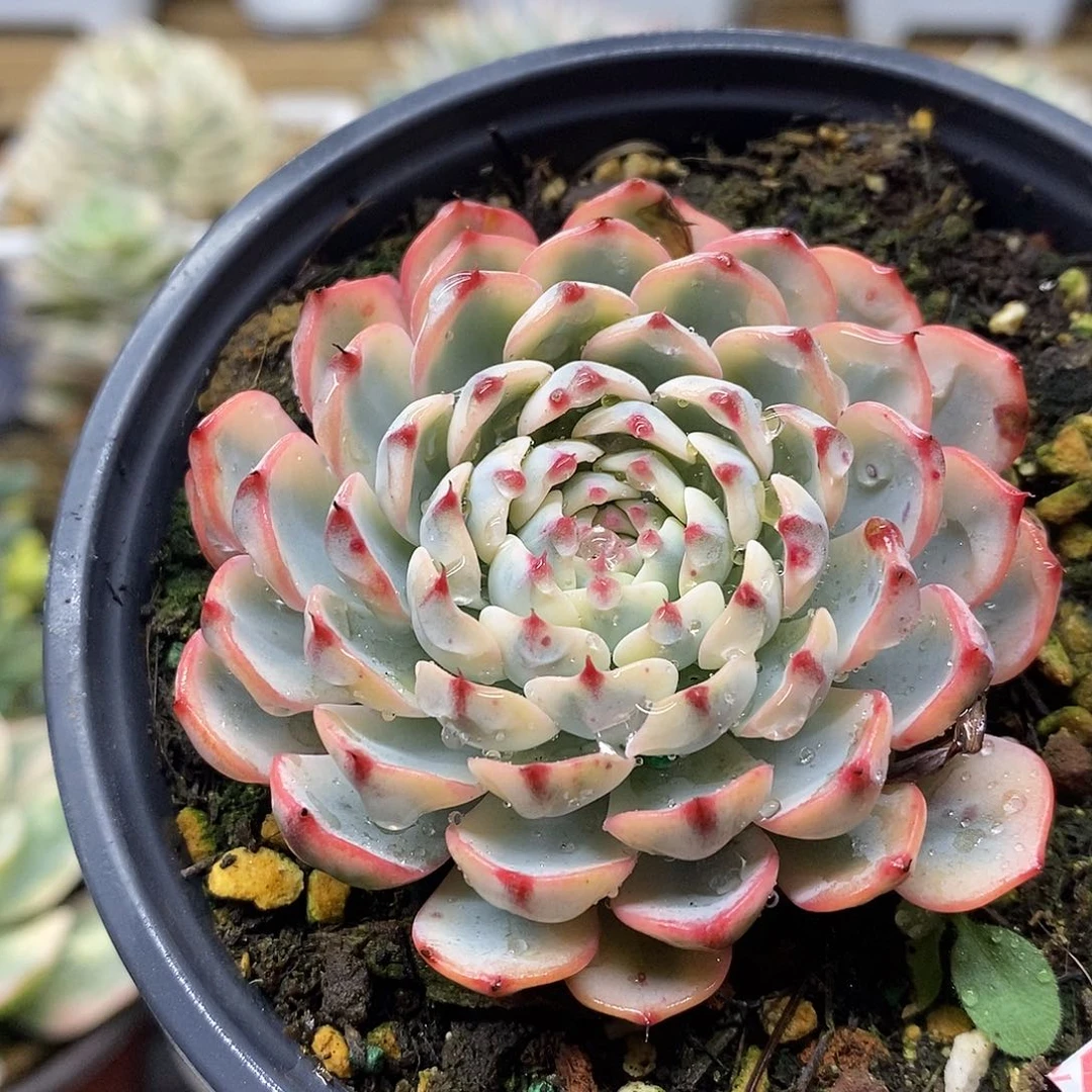 1913 姬莲锦多肉