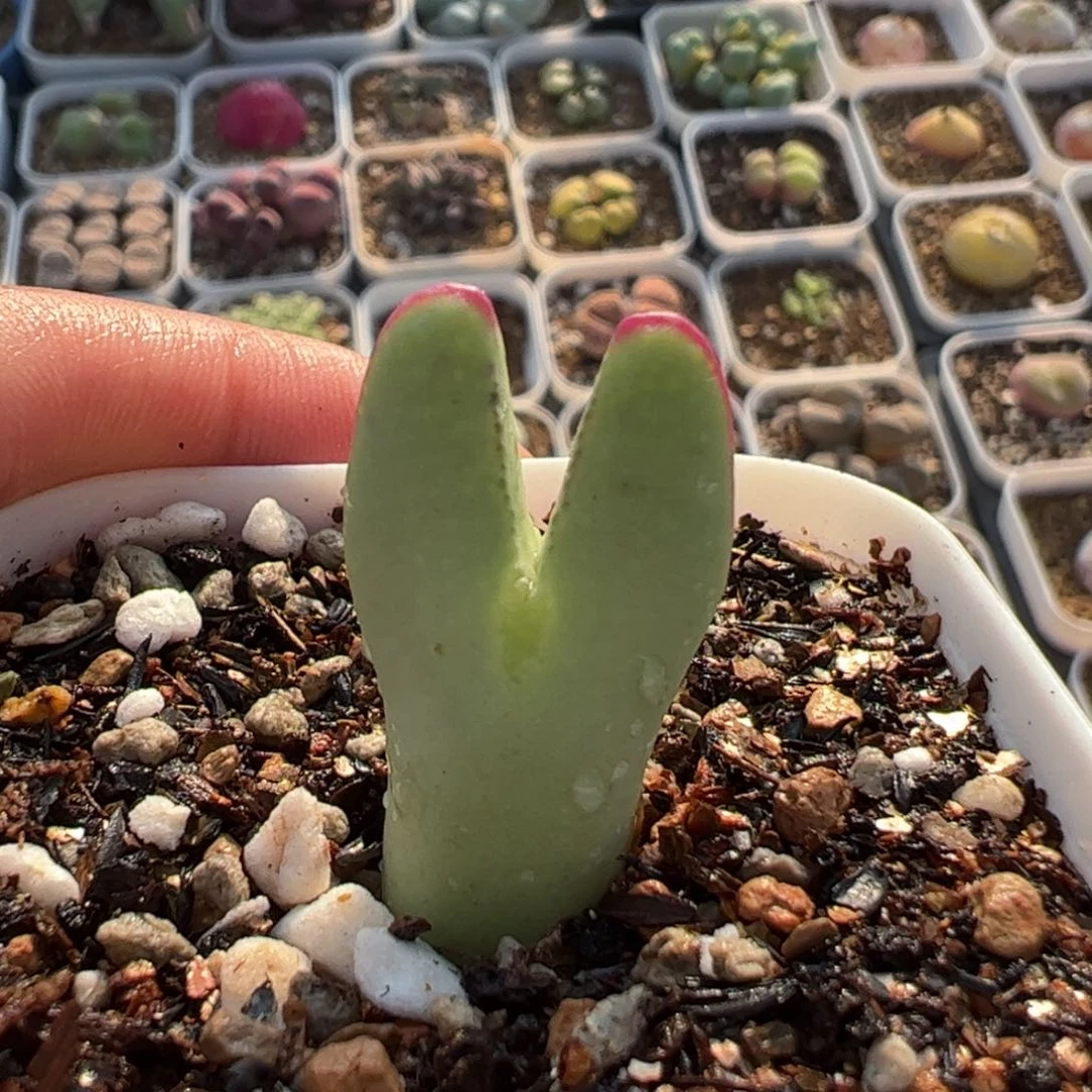 多肉植物百科233