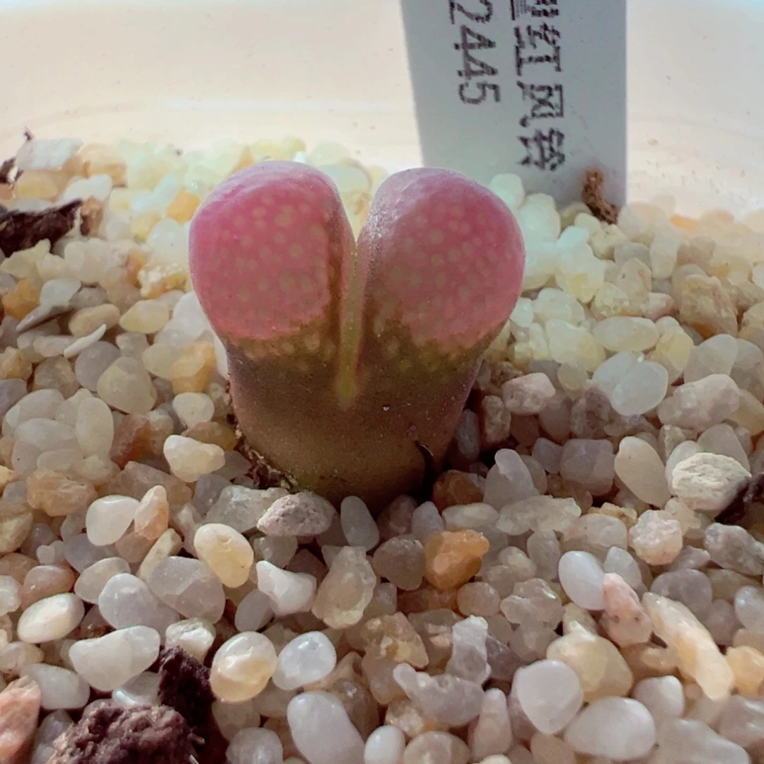 707-314多肉msg2445