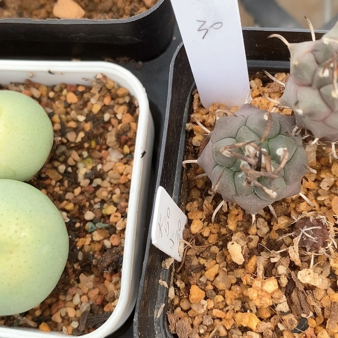 大**鲤土土土花花花花花花花花