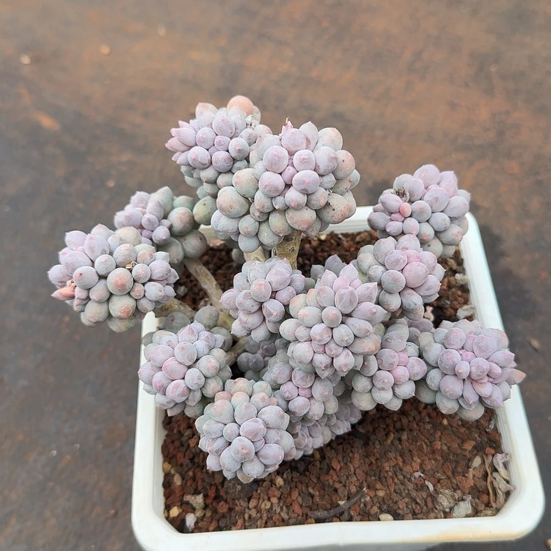 宝宝手指多肉植物