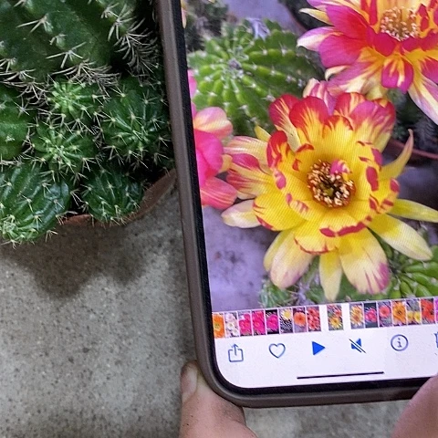 火凤凰丽花，2589990