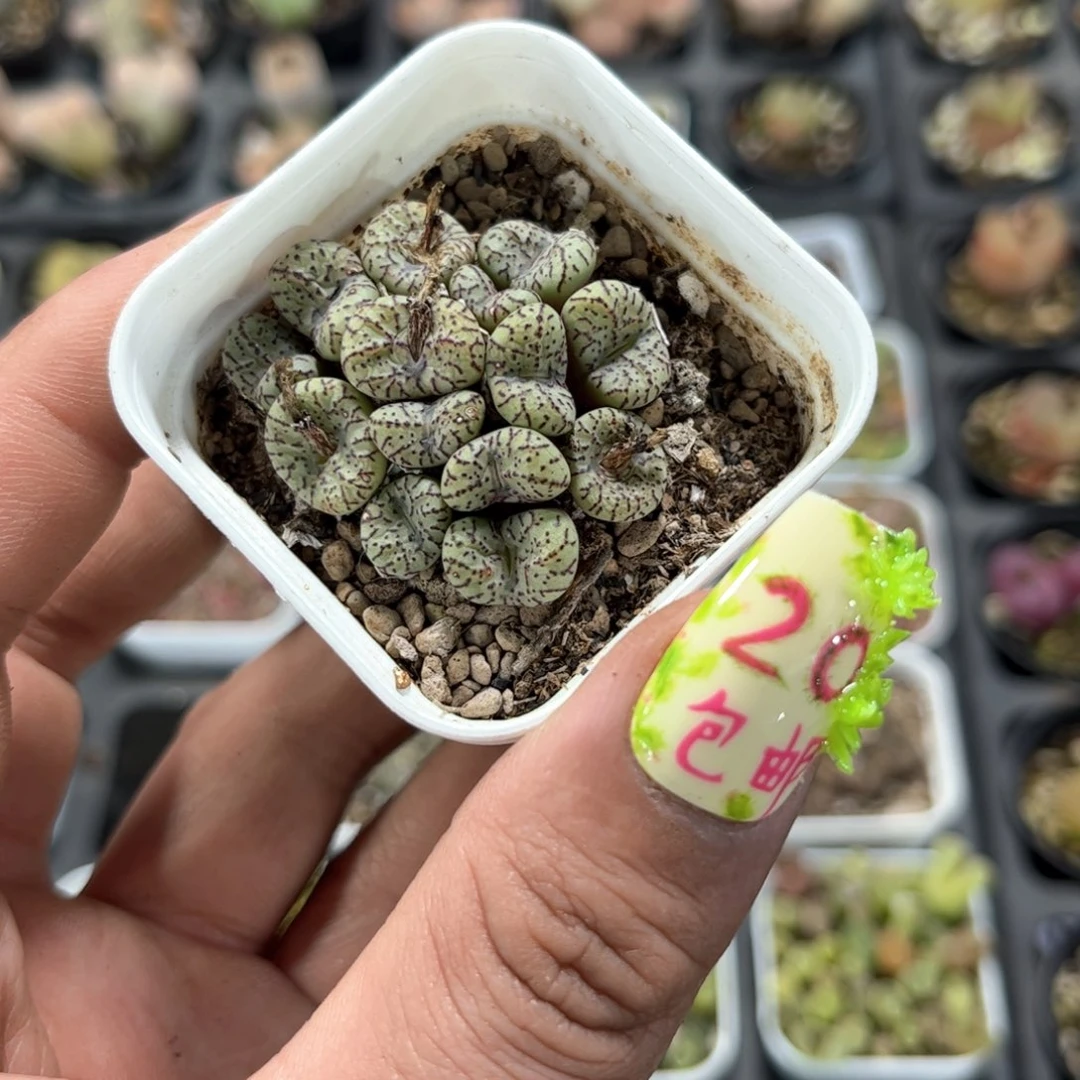 安贞单盆发货有根发货有根