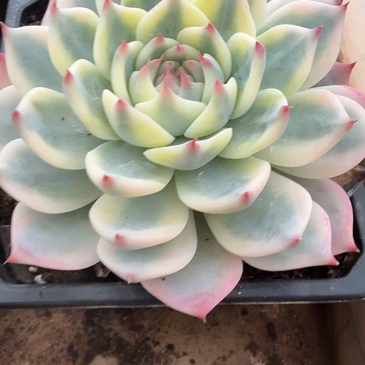 吉娃娃锦多肉锦植物