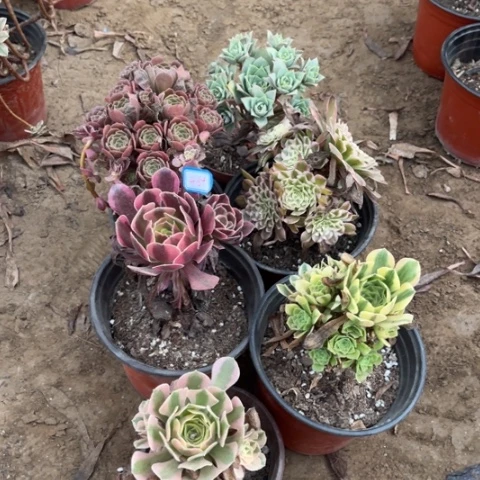 464多肉植物组合，