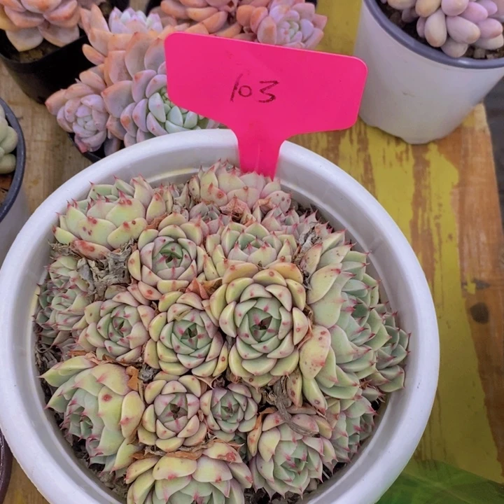 墨*多肉植物，开心多肉